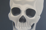 Female-Skull.jpg