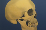 Gold-Skull-on-Blue.jpg