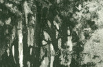 jim_holkham_trees_porttrait.jpg