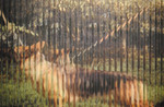 H Graham 'DEPICTIONS OF A DOG' digital 74 x 74 cm, 2014