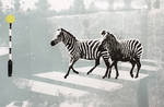 Katie Edwards-Zebra Crossing II.jpg