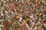 -27C as Monks await for the Living Buddha.jpg