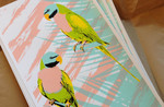 Parakeet / Jennifer Dionisio