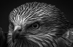 S_W30_Patient stare - Stephen Gedge - United Kingdom.jpg