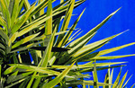 Blue Palm 3 lr.jpg