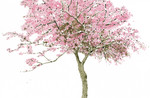 Cherry blossom.jpg