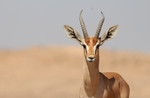 Gazella Dorcas from the Negev - Nataly Daya - Israel