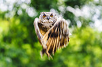 Hooter - Patrick Goh - United Kingdom