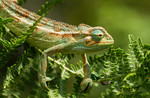 Trioceros Elliotti, Kenyan Highlands - Antoinette Douglas-Dufresne - Kenya