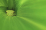 S_W30_Australian White-Lipped Tree Frog Baby in Corn Plant - Sabine Arnold - Australia.jpeg
