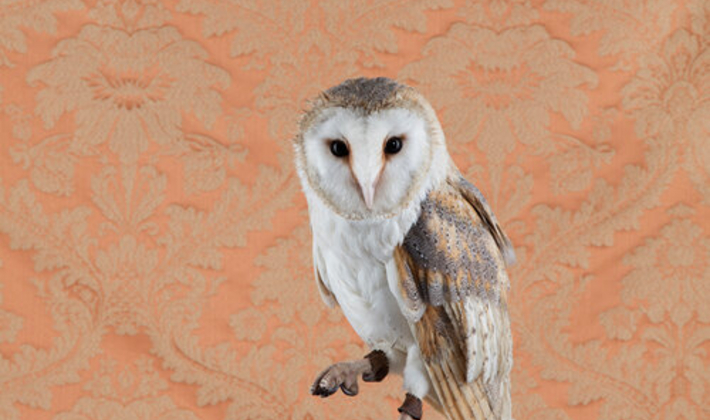 Barn Owl No. 4300