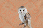 Barn Owl No. 4300.jpg