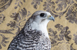 Gyrfalcon No. 4602.jpg