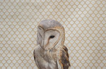 Barn Owl No. 7298