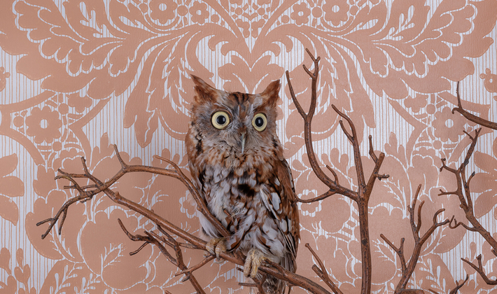Screech Owl No. 7773