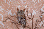 Screech Owl No. 7773.jpeg