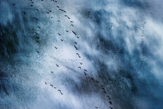 On The Wing