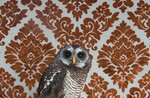 Wood Owl 7391 No. 7391. jpg.jpg