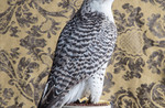 Gyrfalcon No. 4602.jpg