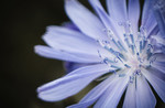 L_W70_The sky-blue basket of a blooming Chicory - Mia Kumlin - Sweden .jpeg