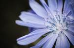 L_W70_The sky-blue basket of a blooming Chicory - Mia Kumlin - Sweden .jpeg