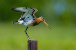 M_W50_Black-tailed Godwit - Harry Eggens - Netherlands.jpeg