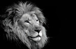 S_W30_Lion king -Victoria Photography - United States .jpg