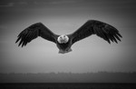 S_W30_Eye of the Eagle - Daniel Kehl - Canada.jpg