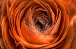S_W30_Orange You Perfect - Riki Ambriz - United States.jpg