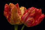 L_W70_Spring Flames - Bryony Herrod-Taylor - United Kingdom .jpg