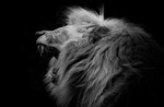 S_W30_Lazy lion - Anita Sandor - Hungary.jpg
