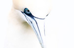 M_H50_Blue Eyes over Bempton - Adrian Clark - United Kingdom.jpg