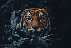 GuruShots Photography Exhibition 2025