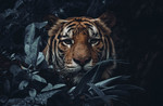 GuruShots Photography Exhibition 2025
