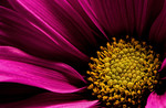 M_W50_Pink Daisy - Thomas Jerger - United States.jpg