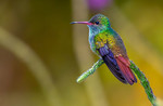 M_W50_The magic of iridescence - Colibrí Rabirrufo en Cartago, Costa Rica - Fico Castillo - Costa Rica.jpg