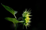 S_W30_Sunflower - Ann Cason - United States.jpg