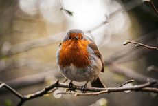 GuruShots Winter Photography Exhibition 2025